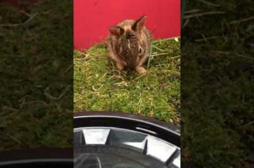 Baby rabbit washing