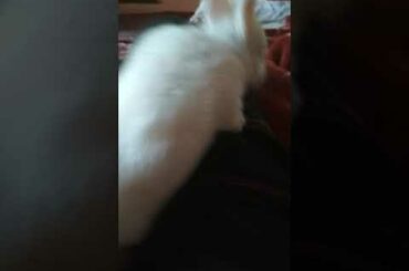 Little cute rabbit