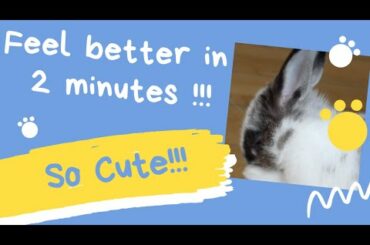 Cute Bunny Washing His Face! Instantly Feel Better After Watching This!