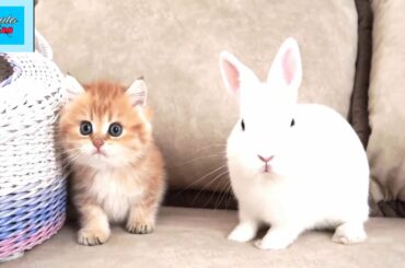 Cats and rabbits funny moment | kitten and rabbits cute baby fun