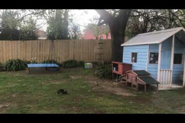 Window Swap  - a backyard full of birds and a cute rabbit