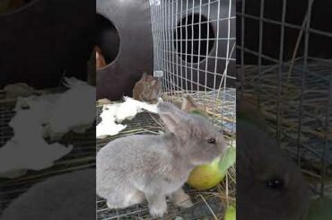 Our 2 mother rabbit with cute bunnies.