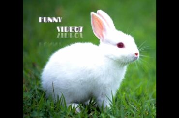 RABBIT FUNNY VIDEOS ...CUTE RABBIT VIDEOS...
