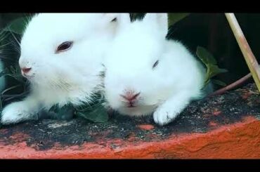 Cute Baby Bunny Rabbit Videos 🐇 Baby Animal Video