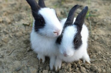 Funny And Cute Baby Bunny Rabbit - Cute Animal Rabbit as Pits video...
