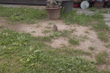 Front Yard Baby Rabbit