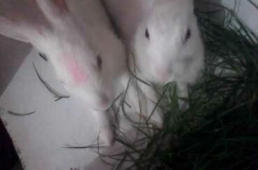 white rabbits care ..cute babies.