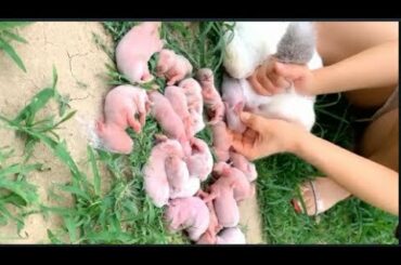 Birth of a Rabbit | many beautiful rabbits and three months later 003