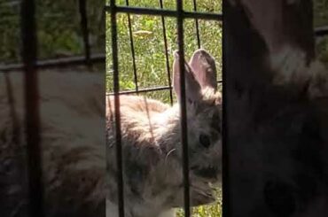 cutest bunny outside 😍 💕
