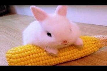 Funny and Cute Baby Bunny Rabbit Videos 🐇 Baby Animal Video Compilation 2021
