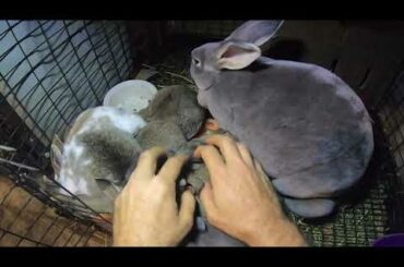 Rex Baby Bunny Tornado Eating Everything in Path (31 Days)