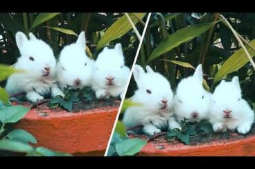 Funny and Cute Baby Bunny Rabbit Videos Baby Animal Video Compilation (2020)