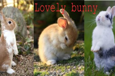 Lovely Bunny | Cute Baby Animal