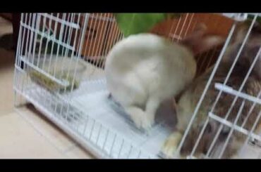 Cute bunny eating leaves