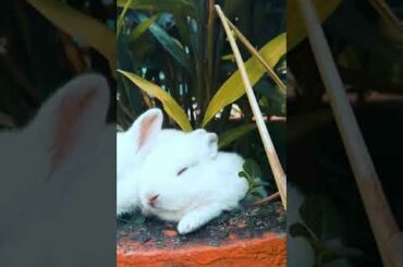Cute ❤❤Rabbit baby's