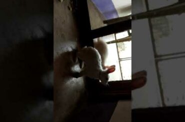 The cute bunny