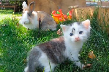 Kitten meets and walk with a cute white bunny. Kitten drinking milk on the street