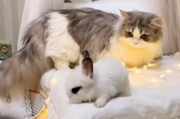 Lonely Kitty Gets A Cute Baby Bunny Friend