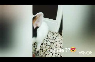 Cute baby rabbit 😘😘
