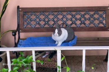 Cute rabbit chillin on the front porch