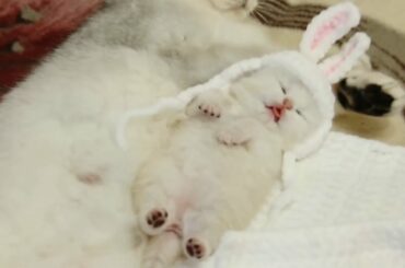 😍Most Cute Baby Kitten with rabbit cap 😍 süße kleine Katze am schlafen 😍
