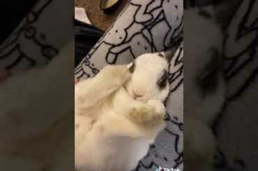 Funny and Cute Baby Bunny Rabbit Videos 🐇 Baby Animal Video Compilation 2020