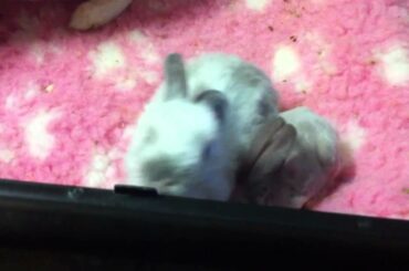 Hairless baby rabbit and sibling kitten