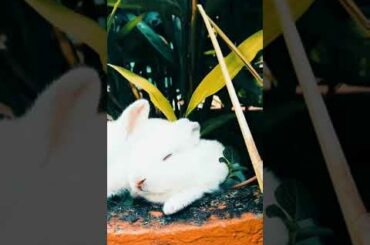 cute bunny