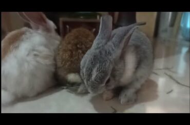 Cute Bunny grooming itself and eating  #cutebunny