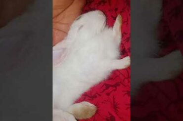 Baby bunny sleeping on my mom's lap😍