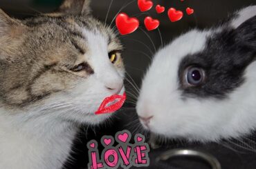 Funny Cats and Rabbit  LOVE  😍 Cute Cat and Rabbit Love Kittens