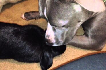 Mugen the Pit Bull Kisses Baby Bunny Rabbit