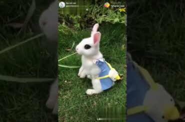 So cute rabbit