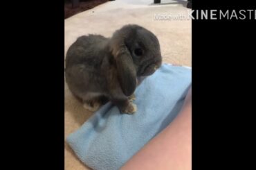 Baby Bunny April UPDATE
