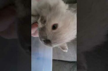 sleeping baby bunny