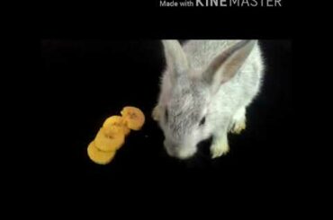the baby bunny eating banana🍌 is the cutest thing ever...