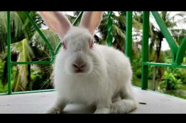 the Indian rabbits on her mood
