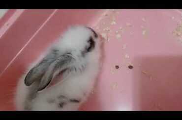 cute bunny video
