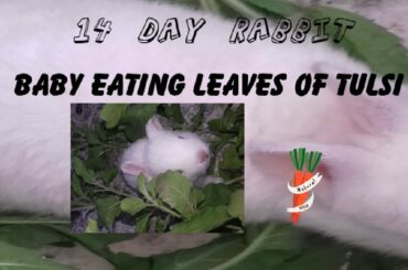 #So cute/14 Day Rabbit                  14 Day rabbit baby Eating tulsi leaves