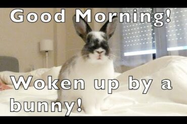 Cute Bunny Rabbit Morning Routine / In bed / Eating / Change Litter ProRes
