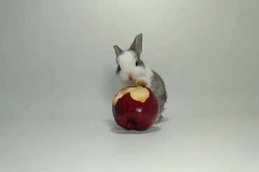 CUTEST MUKBANG EVER !!! BABY RABBIT APPLE MUKBANG