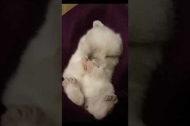 cuttest baby bunny ever