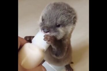 Cute baby animals Videos Compilation cute moment of the animals   Cutest Animals #3