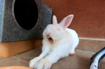 Cute rabbit yawns
