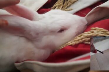 Mere Rabbit ki kuch funny adate🐇🐰
