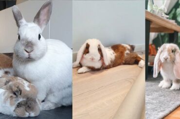 Funny Baby Bunny Rabbit Videos #1 - Cute Rabbits Compilation 2020