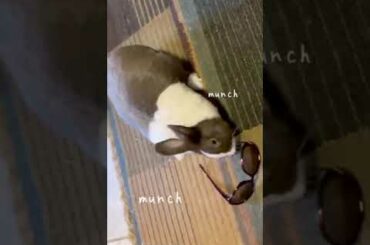 Cute bunny rabbit vs sunglasses