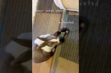 Cute bunny rabbit plays with sunglasses 😎