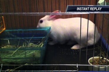 cute rabbit in relaxing position