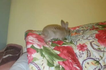 Cute rabbit playing
